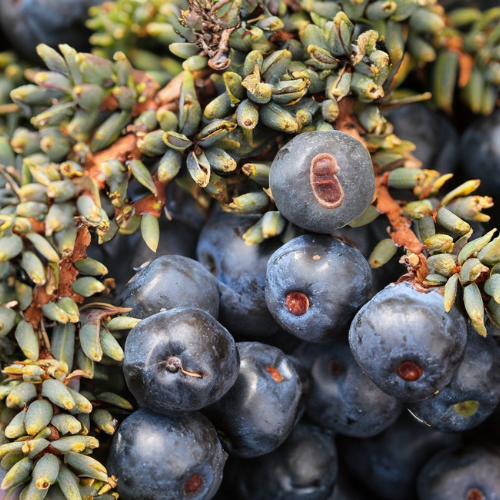 Wacholderbeeren